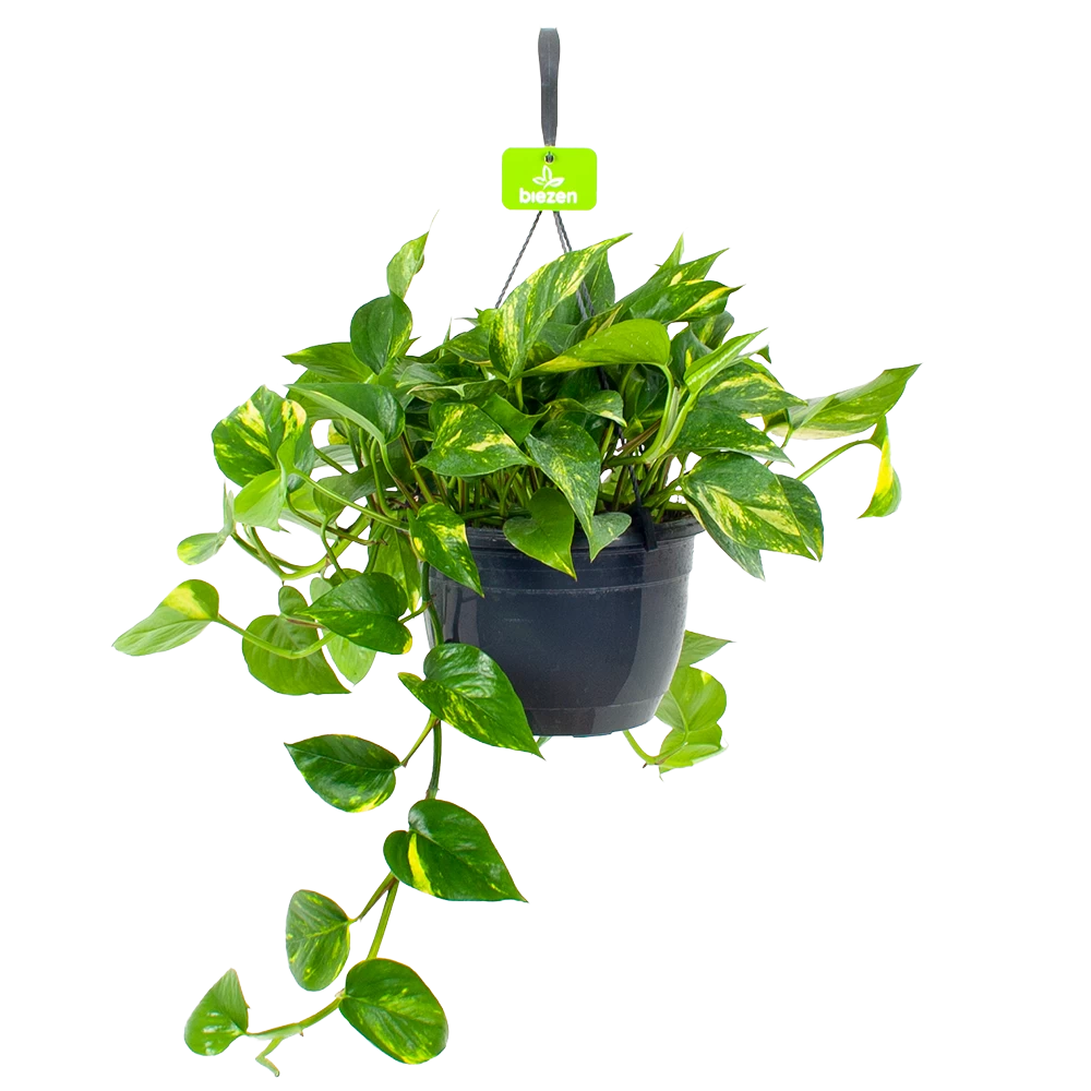 Scindapsus Pinnatum Aureum - Epipremnum - In Hangpot - P17 H35 - Kamerplant 1 Scindapsus Pinnatum Aureum - Epipremnum - In Hangpot - P17 H35 - Kamerplant