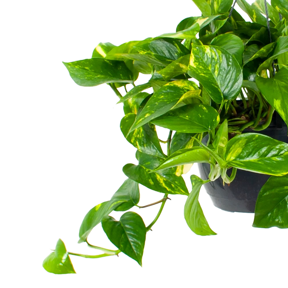 Scindapsus Pinnatum Aureum - Epipremnum - In Hangpot - P17 H35 - Kamerplant 2 Scindapsus Pinnatum Aureum - Epipremnum - In Hangpot - P17 H35 - Kamerplant - Afbeelding 2