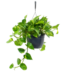 Scindapsus Pinnatum Aureum - Epipremnum - In Hangpot - P20 H40 - Kamerplant