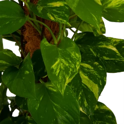 Scindapsus Pinnatum Aureum Op Mosstok - Epipremnum - P27 H150 - Kamerplant -Woondecoratie Winkel scindapsus pinnatum aureum op mosstok epipremnum p27 h150 4