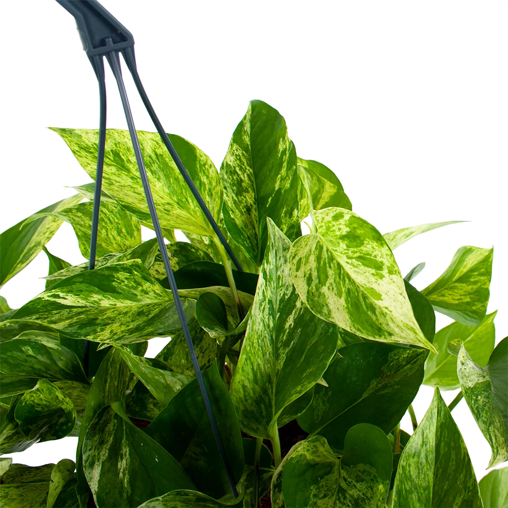 Scindapsus Pinnatum Marble Queen - Epipremnum - Hangpot - P17 H35 - Kamerplant 2 Scindapsus Pinnatum Marble Queen - Epipremnum - Hangpot - P17 H35 - Kamerplant - Afbeelding 2