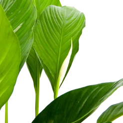 Spathiphyllum Wallisii - Lepelplant - P19 H80 Wit - Kamerplant -Woondecoratie Winkel spathiphyllum wallisii lepelplant p19 h80 wit 6