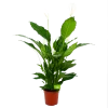 Spathiphyllum Wallisii - Lepelplant - P24 H120 Wit - Kamerplant