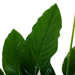 Spathiphyllum Wallisii - Lepelplant - P24 H120 Wit - Kamerplant -Woondecoratie Winkel spathiphyllum wallisii lepelplant p24 h120 wit 6