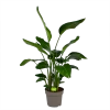Strelitzia Nicolai - Paradijsvogelpant - P32,5 H165 - Kamerplant