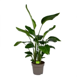 Strelitzia Nicolai - Paradijsvogelpant - P32,5 H165 - Kamerplant