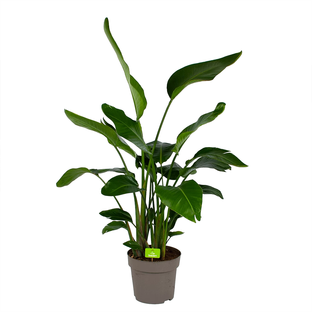 Strelitzia Nicolai - Paradijsvogelpant - P32,5 H165 - Kamerplant 1 Strelitzia Nicolai - Paradijsvogelpant - P32,5 H165 - Kamerplant