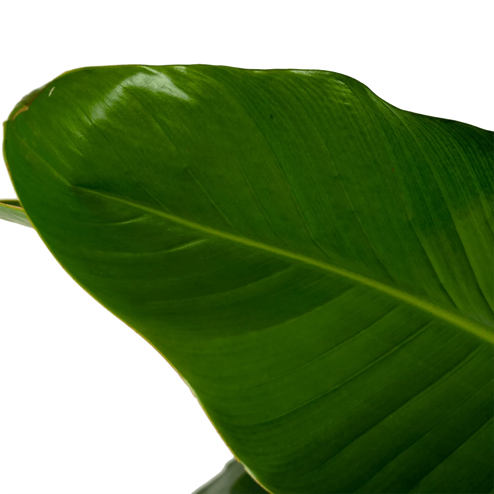 Strelitzia Nicolai - Paradijsvogelpant - P32,5 H165 - Kamerplant 2 Strelitzia Nicolai - Paradijsvogelpant - P32,5 H165 - Kamerplant - Afbeelding 2