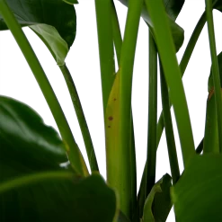 Strelitzia Nicolai - Paradijsvogelpant - P32,5 H165 - Kamerplant 6 Strelitzia Nicolai - Paradijsvogelpant - P32,5 H165 - Kamerplant -Woondecoratie Winkel strelitzia nicolai paradijsvogelpant p32 5 h165 6