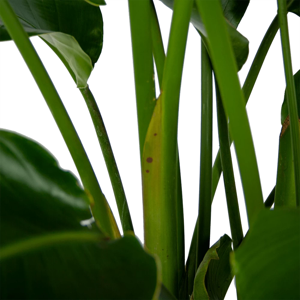Strelitzia Nicolai - Paradijsvogelpant - P32,5 H165 - Kamerplant 3 Strelitzia Nicolai - Paradijsvogelpant - P32,5 H165 - Kamerplant - Afbeelding 3
