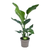 Strelitzia Nicolai - Paradijsvogelplant - P17 H60 - Kamerplant