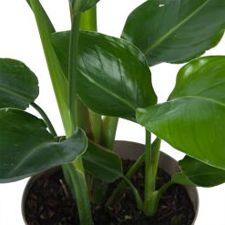 Strelitzia Nicolai - Paradijsvogelplant - P17 H60 - Kamerplant -Woondecoratie Winkel strelitzia nicolai paradijsvogelplant p17 h60 6