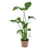 Strelitzia Nicolai - Paradijsvogelplant - P21 H120 - Kamerplant