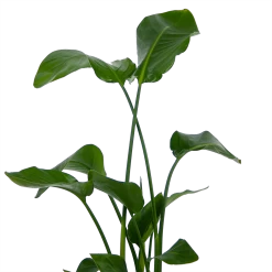 Strelitzia Nicolai - Paradijsvogelplant - P21 H120 - Kamerplant -Woondecoratie Winkel strelitzia nicolai paradijsvogelplant p21 h120 kamerplant 3