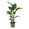 Strelitzia Nicolai - Paradijsvogelplant - P21 H90 - Kamerplant