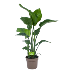 Strelitzia Nicolai - Paradijsvogelplant - P21 H90 - Kamerplant