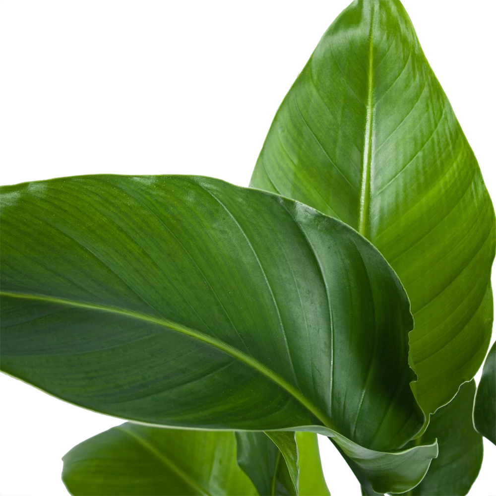 Strelitzia Nicolai - Paradijsvogelplant - P21 H90 - Kamerplant 2 Strelitzia Nicolai - Paradijsvogelplant - P21 H90 - Kamerplant - Afbeelding 2
