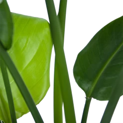 Strelitzia Nicolai - Paradijsvogelplant - P21 H90 - Kamerplant 6 Strelitzia Nicolai - Paradijsvogelplant - P21 H90 - Kamerplant -Woondecoratie Winkel strelitzia nicolai paradijsvogelplant p21 h90 6