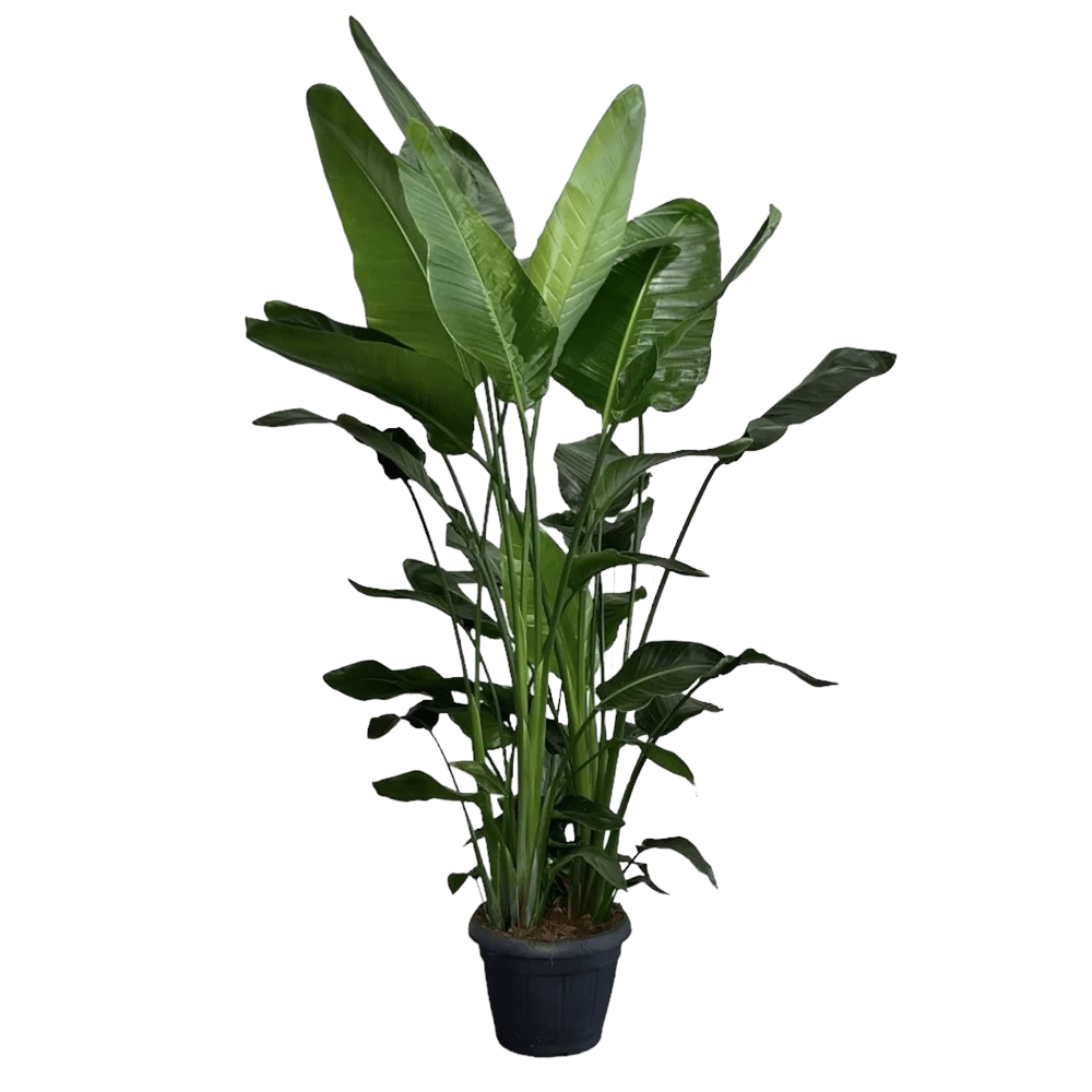 Strelitzia Nicolai - Paradijsvogelplant - P35 H200 - Kamerplant 1 Strelitzia Nicolai - Paradijsvogelplant - P35 H200 - Kamerplant