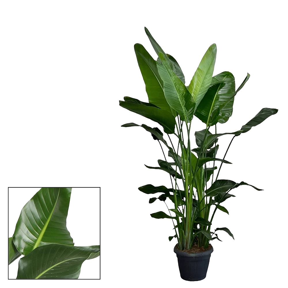 Strelitzia Nicolai - Paradijsvogelplant - P35 H200 - Kamerplant 2 Strelitzia Nicolai - Paradijsvogelplant - P35 H200 - Kamerplant - Afbeelding 2