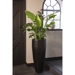 Strelitzia Nicolai - Paradijsvogelplant - P35 H200 - Kamerplant 7 Strelitzia Nicolai - Paradijsvogelplant - P35 H200 - Kamerplant -Woondecoratie Winkel strelitzia nicolai paradijsvogelplant p35 h200 5