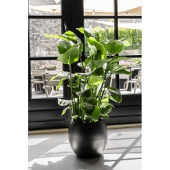 Strelitzia Nicolai - Paradijsvogelplant - P35 H200 - Kamerplant 8 Strelitzia Nicolai - Paradijsvogelplant - P35 H200 - Kamerplant -Woondecoratie Winkel strelitzia nicolai paradijsvogelplant p35 h200 6