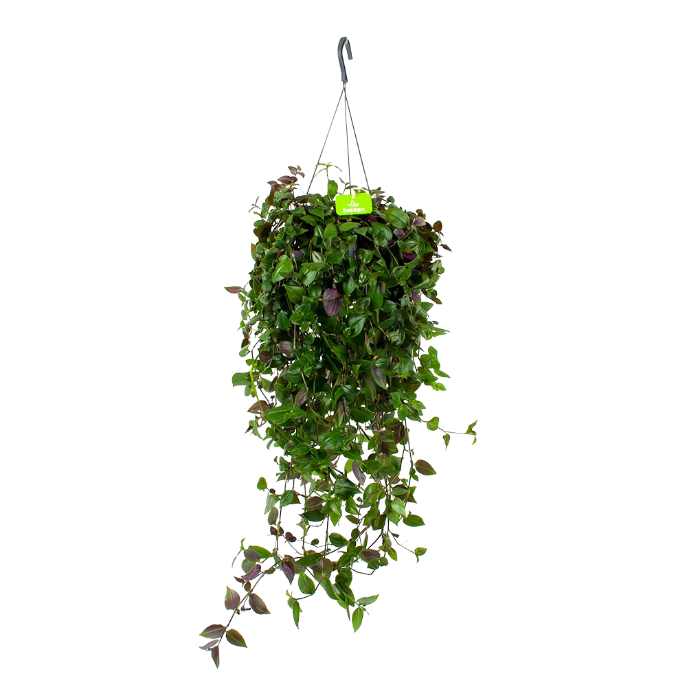 Tradescantia Green Hill - Vaderplant - In Hangpot - P17 H35 - Kamerplant 1 Tradescantia Green Hill - Vaderplant - In Hangpot - P17 H35 - Kamerplant
