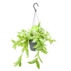 Tradescantia Ivory Hill - Vaderplant - In Hangpot - P17 H40 - Kamerplant