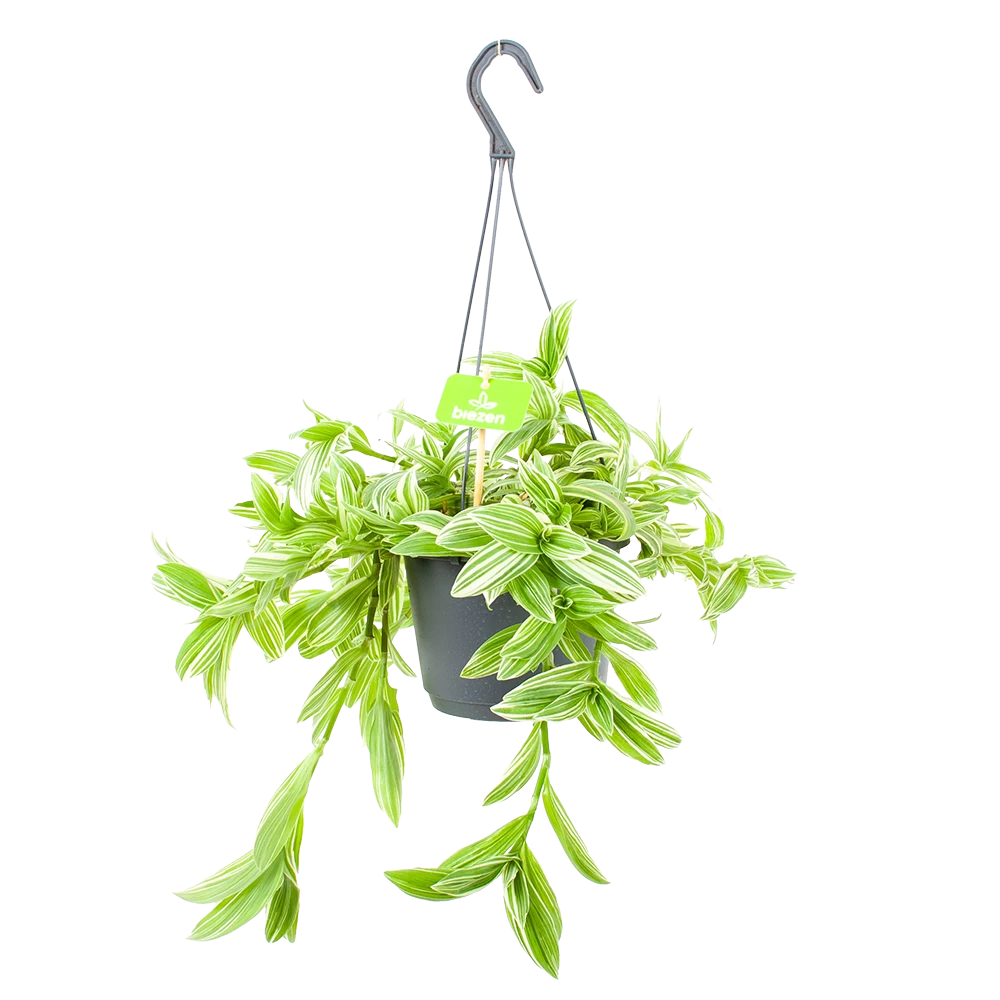 Tradescantia Ivory Hill - Vaderplant - In Hangpot - P17 H40 - Kamerplant 1 Tradescantia Ivory Hill - Vaderplant - In Hangpot - P17 H40 - Kamerplant