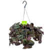 Tradescantia Little Hill - Vaderplant - In Hangpot - P17 H40 - Kamerplant
