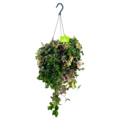 Tradescantia Quadricolor - Vaderplant - In Hangpot - P17 H40 - Kamerplant