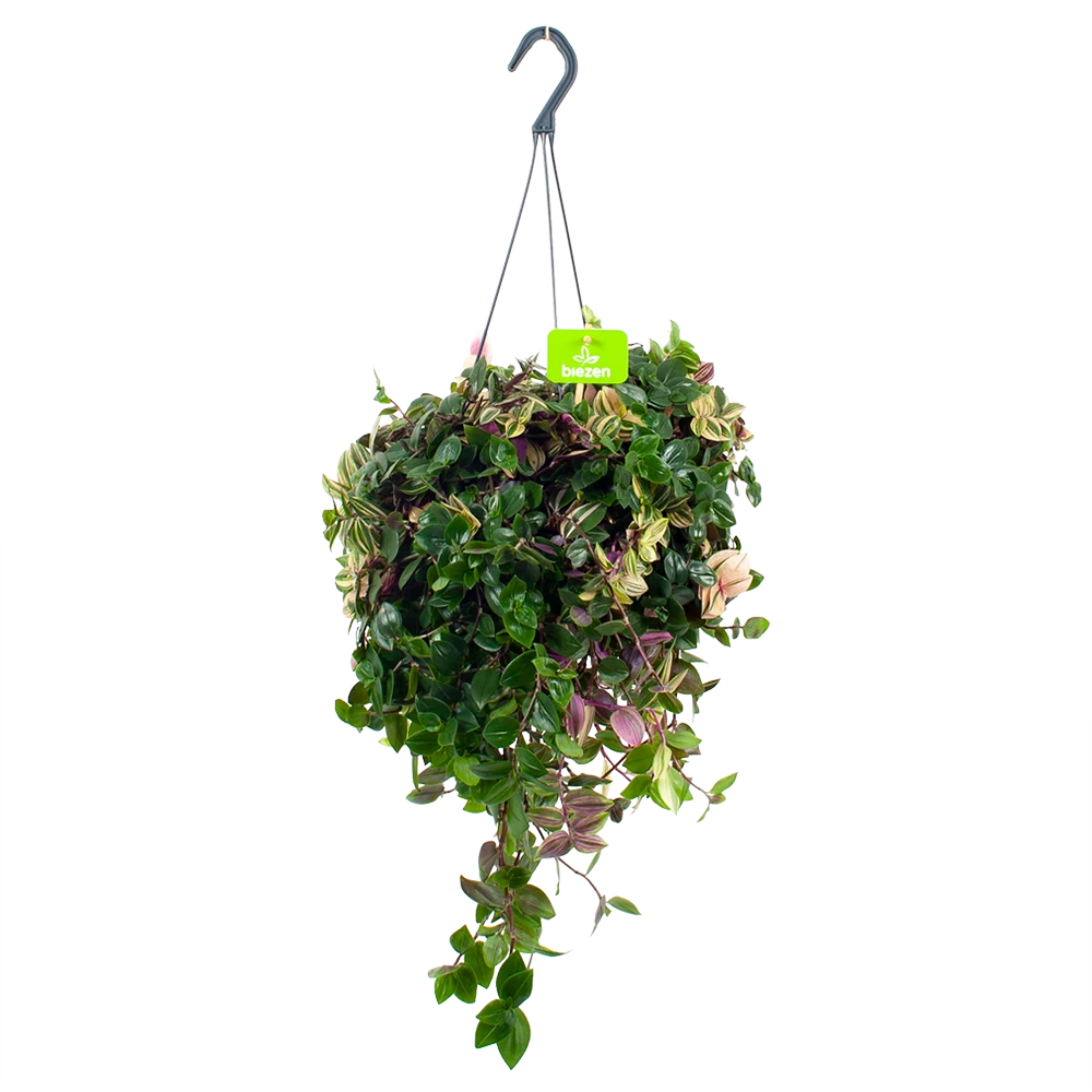 Tradescantia Quadricolor - Vaderplant - In Hangpot - P17 H40 - Kamerplant