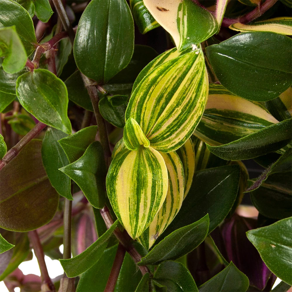 Tradescantia Quadricolor - Vaderplant - In Hangpot - P17 H40 - Kamerplant - Afbeelding 2