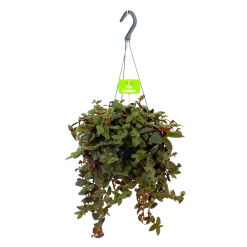 Tradescantia Sillamotara Brownhill - Vaderplant - In Hangpot - P17 H40 - Kamerplant