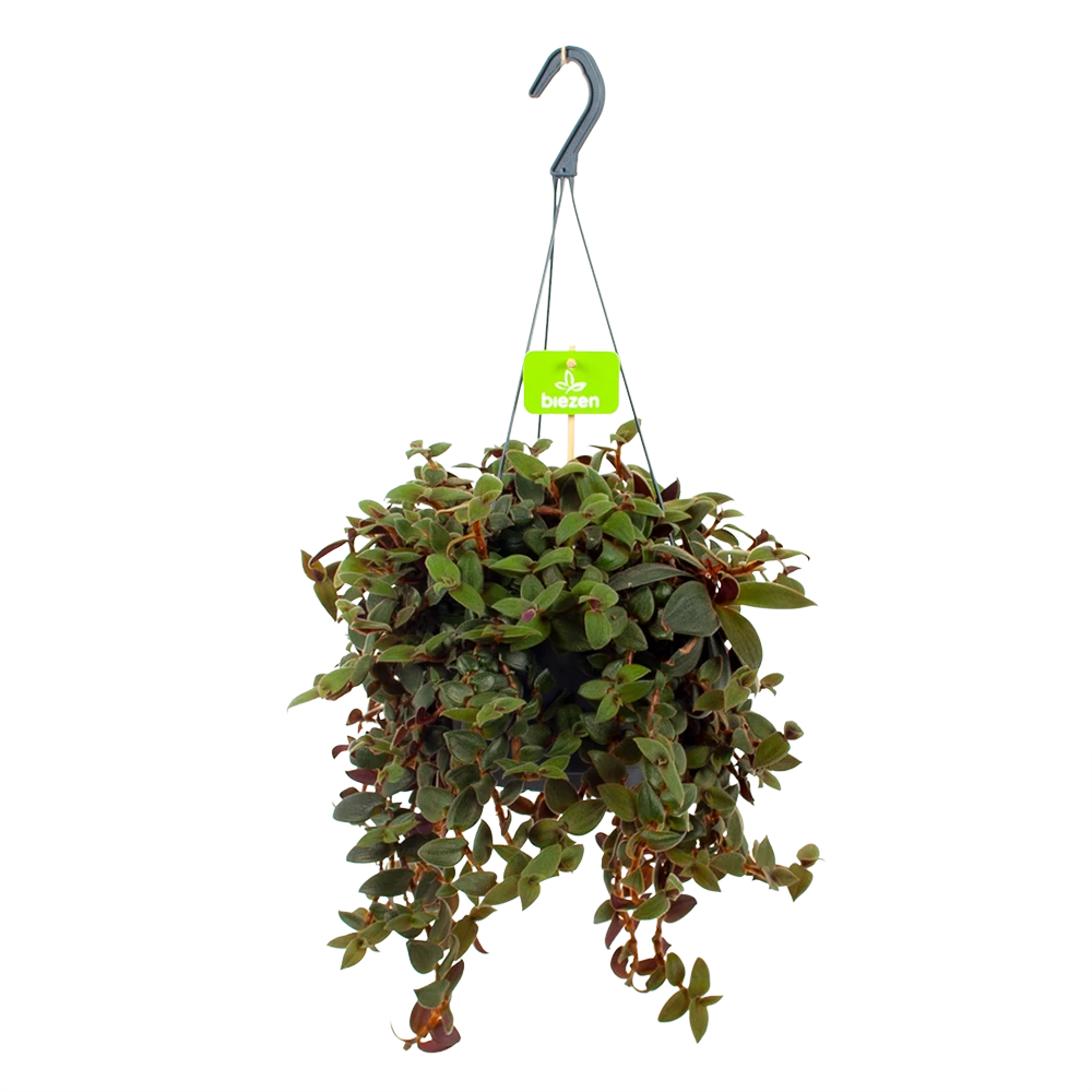 Tradescantia Sillamotara Brownhill - Vaderplant - In Hangpot - P17 H40 - Kamerplant 1 Tradescantia Sillamotara Brownhill - Vaderplant - In Hangpot - P17 H40 - Kamerplant