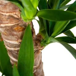 Yucca - Palmlelie - P19 H90 - Kamerplant 6 Yucca - Palmlelie - P19 H90 - Kamerplant -Woondecoratie Winkel yucca palmlelie p19 h90 6