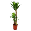 Yucca - Palmlelie - P24 H120 - Kamerplant