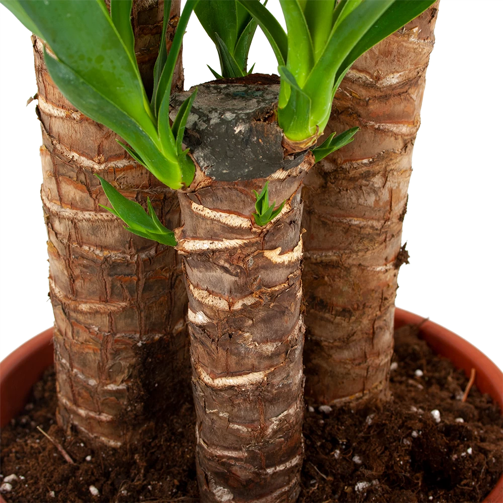 Yucca - Palmlelie - P24 H120 - Kamerplant 2 Yucca - Palmlelie - P24 H120 - Kamerplant - Afbeelding 2