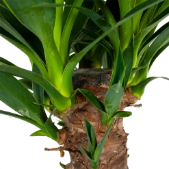 Yucca - Palmlelie - P24 H120 - Kamerplant 6 Yucca - Palmlelie - P24 H120 - Kamerplant -Woondecoratie Winkel yucca palmlelie p24 h120 6