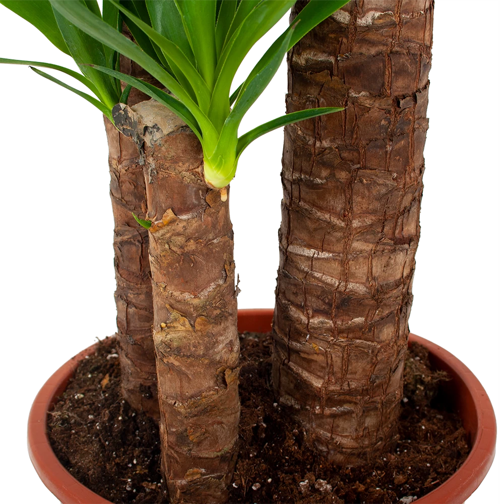 Yucca - Palmlelie - P24 H165 - Kamerplant 2 Yucca - Palmlelie - P24 H165 - Kamerplant - Afbeelding 2
