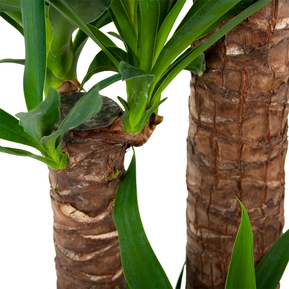 Yucca - Palmlelie - P24 H165 - Kamerplant 3 Yucca - Palmlelie - P24 H165 - Kamerplant - Afbeelding 3