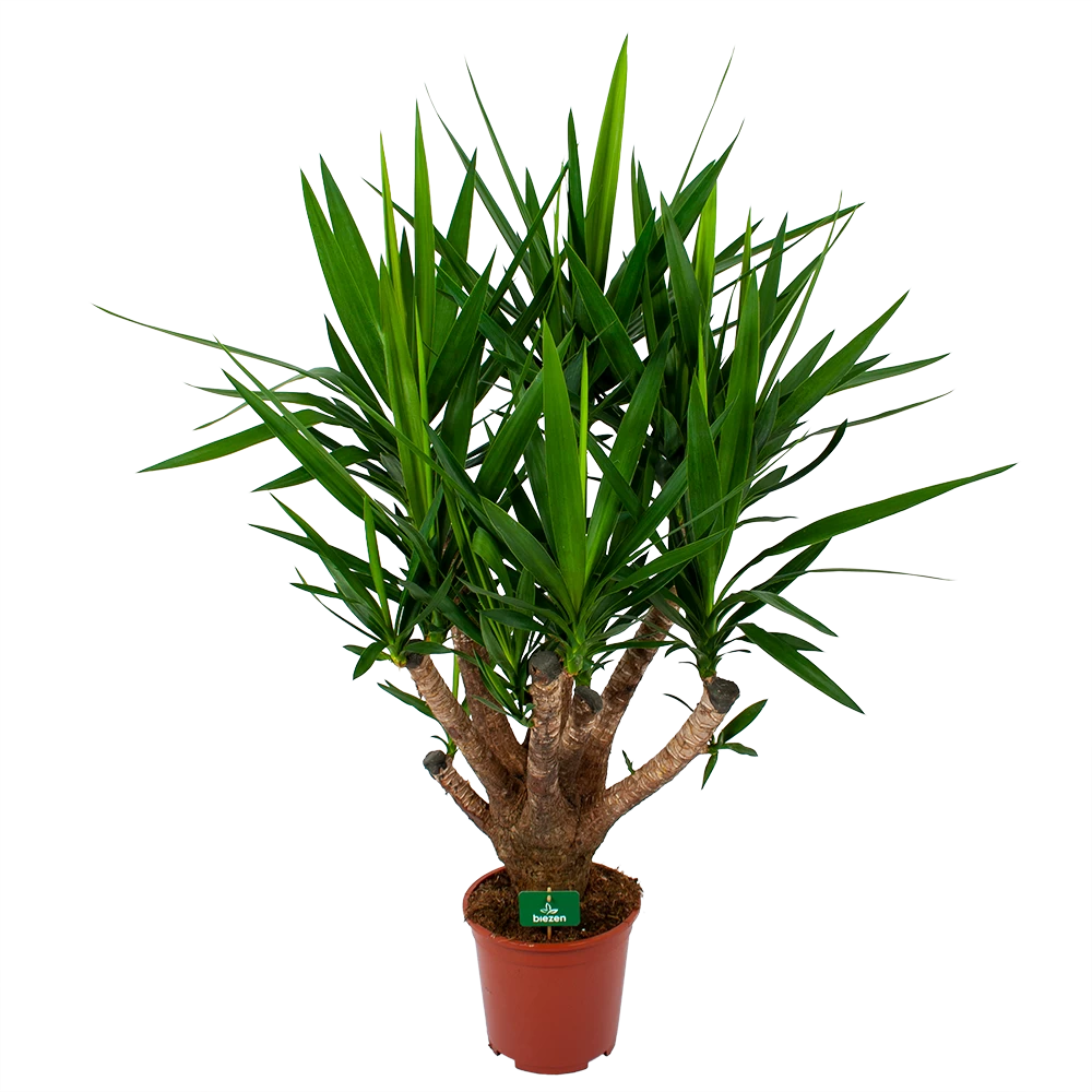 Yucca - Vertakt - Palmlelie - P27 H110 - Kamerplant 1 Yucca - Vertakt - Palmlelie - P27 H110 - Kamerplant