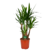 Yucca - Vertakt - Palmlelie - P30 H130 - Kamerplant