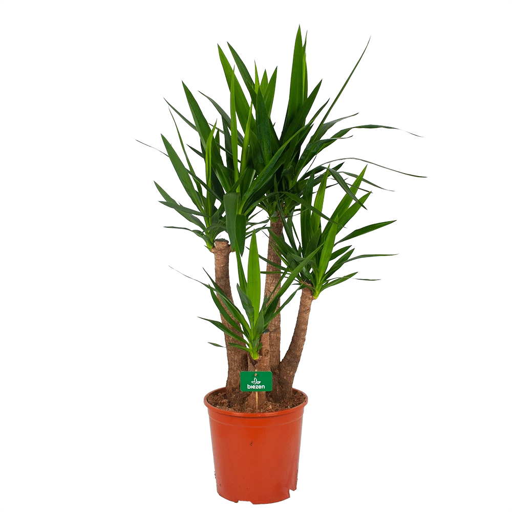 Yucca - Vertakt - Palmlelie - P30 H130 - Kamerplant 1 Yucca - Vertakt - Palmlelie - P30 H130 - Kamerplant