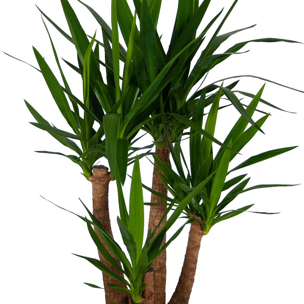 Yucca - Vertakt - Palmlelie - P30 H130 - Kamerplant 2 Yucca - Vertakt - Palmlelie - P30 H130 - Kamerplant - Afbeelding 2