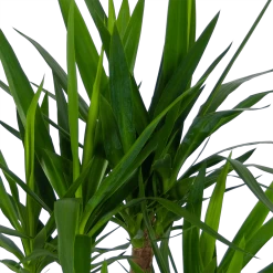 Yucca - Vertakt - Palmlelie - P30 H130 - Kamerplant 6 Yucca - Vertakt - Palmlelie - P30 H130 - Kamerplant -Woondecoratie Winkel yucca vertakt palmlelie p30 h130 kamerplant 4