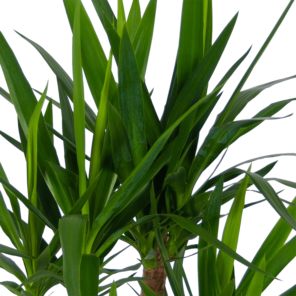 Yucca - Vertakt - Palmlelie - P30 H130 - Kamerplant 3 Yucca - Vertakt - Palmlelie - P30 H130 - Kamerplant - Afbeelding 3