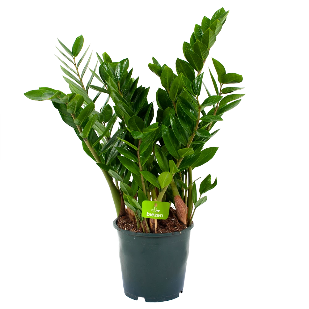 Zamioculcas Zamiifolia - Emerald Palm - P19 H70 - Kamerplant 1 Zamioculcas Zamiifolia - Emerald Palm - P19 H70 - Kamerplant